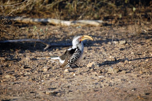 A southern yellow billed hornbill bird foraging on the floor