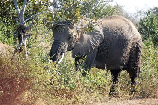 A large grey african elephant just after wading