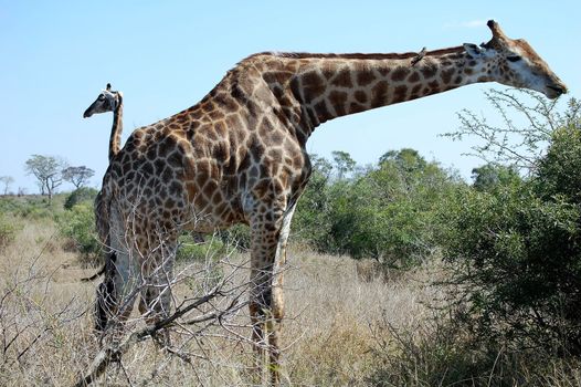 Magnificent African giraffe with long neck