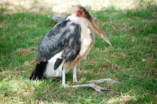 Large wading Marabou Stork undertaker bird