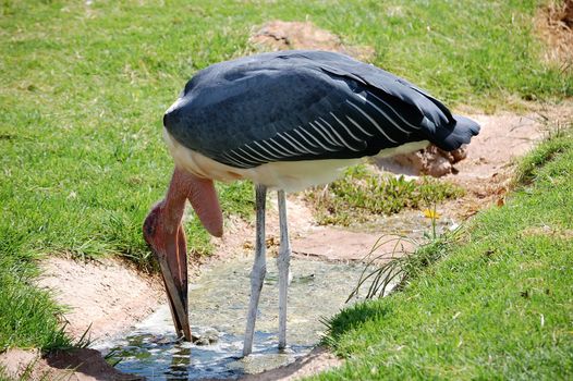 Large wading Marabou Stork undertaker bird