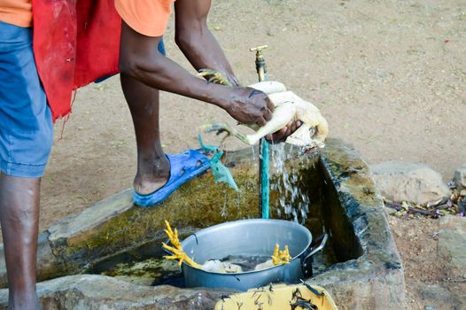 Plumage of old-style chicken with hot water and hand in a restaurant in Voi in Kenya