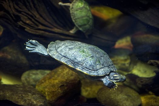 A sea turtle swimming at an aquarium