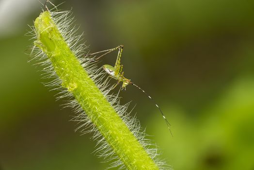 An immature katydid nymph on a grass