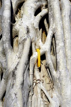 Root on the trunk of tree texture with yellow candle accent closeup
