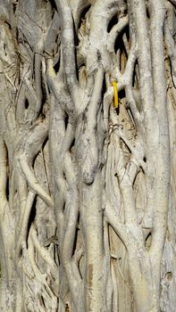Root on the trunk of tree texture with yellow candle accent