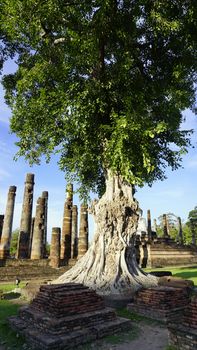 Historical Park Wat Mahathat temple antique tree landacpe in Sukhothai world heritage