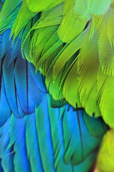 Closeup of a birds colourful plumage feathers