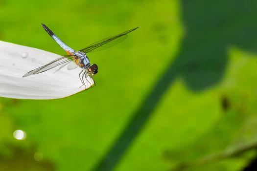 Dragonfly perched on a white lotus