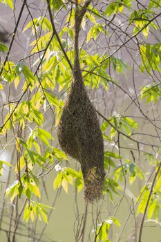 Image of bird nests on nature background.