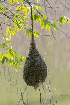 Image of bird nests on nature background.