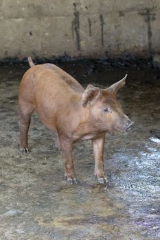 Image of small pig in the farm. Farm Animam.