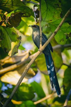 Image of bird perched on a tree branch. (Green-billed Malkoha, Phaenicophaeus tristis) Wild Animals.