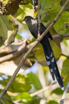 Image of bird perched on a tree branch. (Green-billed Malkoha, Phaenicophaeus tristis) Wild Animals.