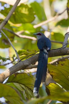 Image of bird perched on a tree branch. (Green-billed Malkoha, Phaenicophaeus tristis) Wild Animals.