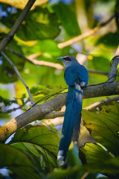 Image of bird perched on a tree branch. (Green-billed Malkoha, Phaenicophaeus tristis) Wild Animals.