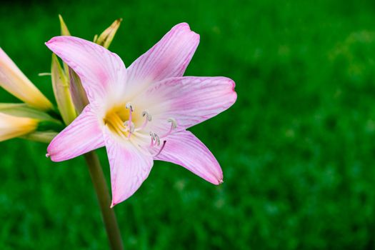 The scent of wildflowers in a day of april