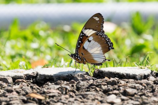 Butterfly perched on the floor