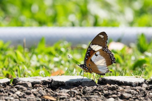 Butterfly perched on the floor