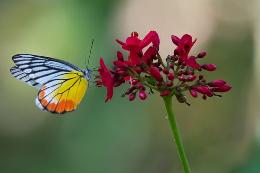 Close up colorful butterfly on flower