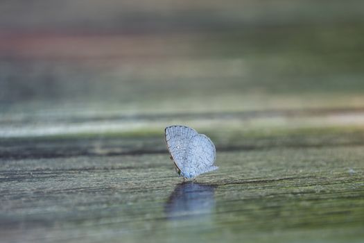 Butterfly perched on the floor