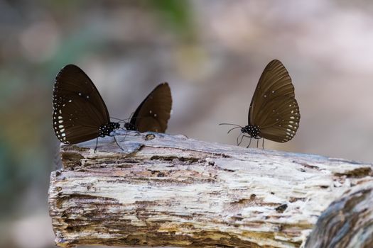 Butterfly perched on a timber