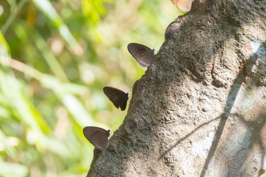 Butterfly perched on a tree