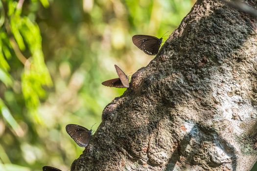 Butterfly perched on a tree