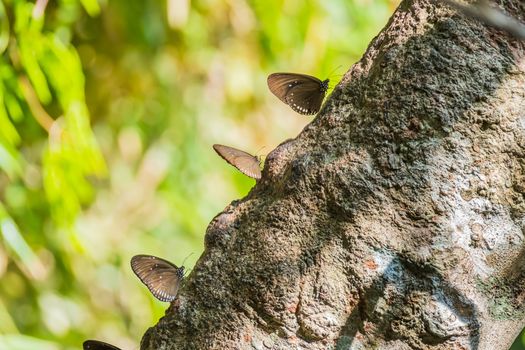 Butterfly perched on a tree