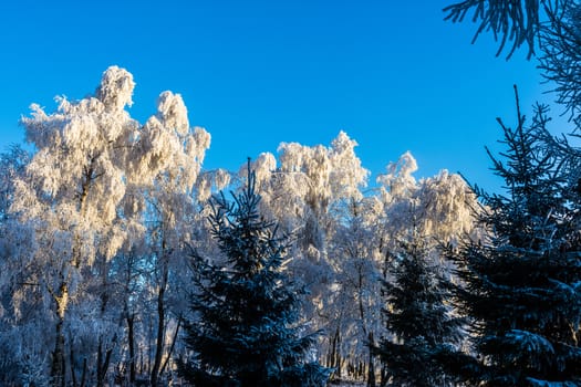 Frosted pine branch in the winter landscape