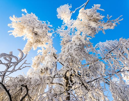 Frosted pine branch in the winter landscape