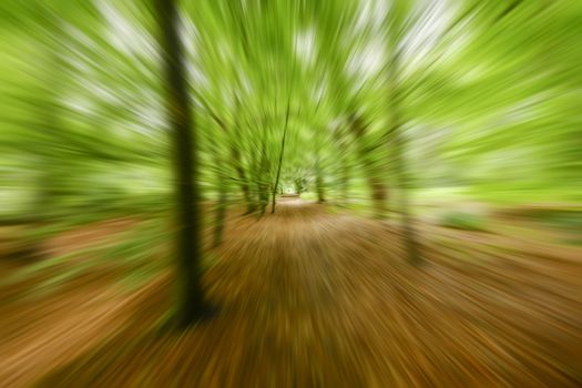 movement of perspective in the forest with fresh green leaves in spring