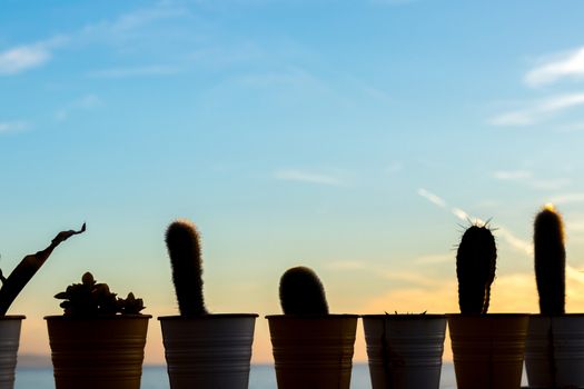 Silhouette of many cactus in line during the sunset at the beach 
