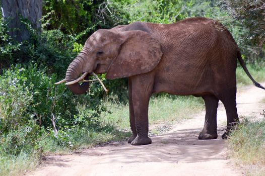 Elephant eating a branch on a trail in the savannah of Tsavo West Park in Kenya