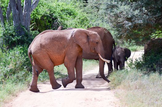 Elephant herd crossing the trail in the savannah of Tsavo West Park in Kenya