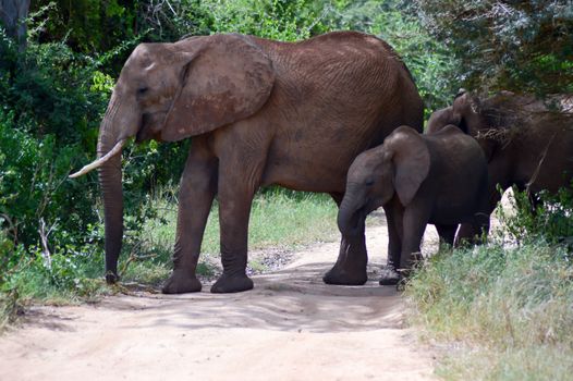 Elephant and her cub crossing the track in the savannah of Tsavo West Park in Kenya