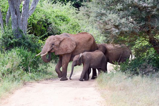 Elephant and her cub crossing the track in the savannah of Tsavo West Park in Kenya