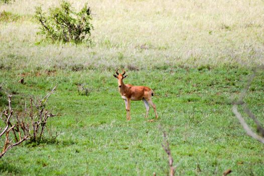 Hirola in the savanna of Tsavo West Park in Kenya