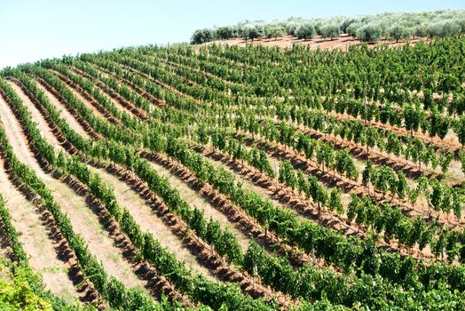 Wine field in South Africa