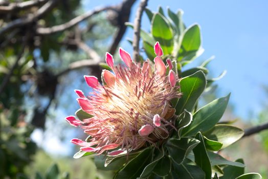 King Protea in South African Botanical Garden