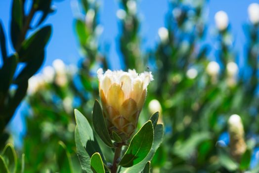 King Protea in South African Botanical Garden