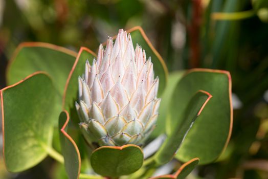 King Protea in South African Botanical Garden