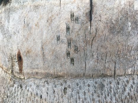 Texture of the bark palm tree