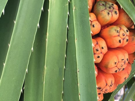 Tropical tree pandanus. Beautiful tropical fruit in Thailand.