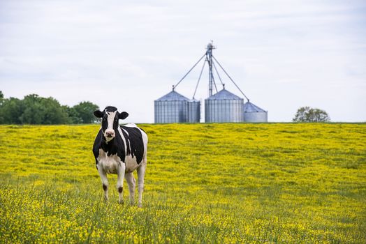 Image of a Cow in a field of yellow flowers looking at camera