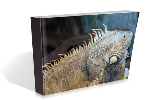 book of a reptile into a glass tank at safari park