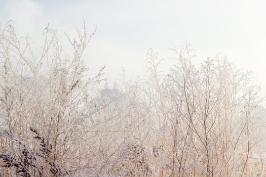 Background of withered grass, covered with frost on the background of the cloudy sky and a blurred city buildings in winter morning
