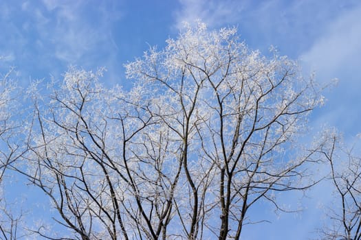 Branches of acacia tree covered with hoarfrost against the blue sky with clouds in winter morning
