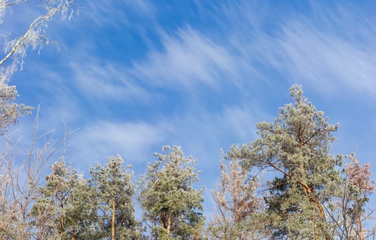 Background of top part of several birches and pines covered with frost on background of sky with clouds in winter morning
