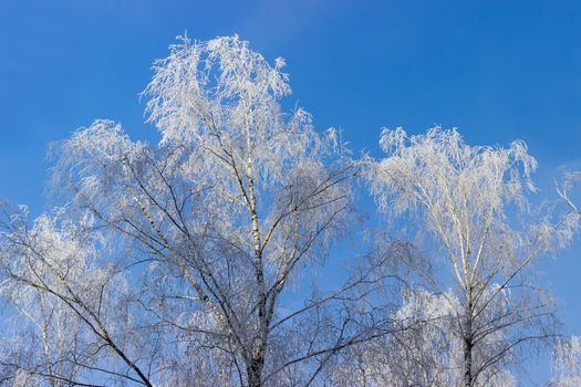 Top part of several birches with branches covered with hoarfrost on a background of sky in sunny morning
